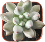 Sprout N Green Cute Succulents Collection, 3 Live Succulent Plant Fully Rooted in 2 inch Starter Pot, Home Office Indoor Outdoor Wedding Decoration DIY Projects Party Favor