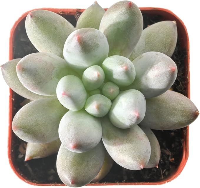 Sprout N Green Cute Succulents Collection, 3 Live Succulent Plant Fully Rooted in 2 inch Starter Pot, Home Office Indoor Outdoor Wedding Decoration DIY Projects Party Favor