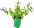 Blue Plumbago Plant – 1 Gallon, 14” to 16” Tall – Live Flowering Shrub for Gardens & Containers – Thrives in Full Sun – Deer-Resistant & Pollinator-Friendly – Low Maintenance