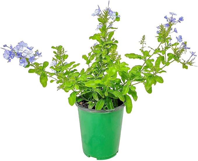 Blue Plumbago Plant – 1 Gallon, 14” to 16” Tall – Live Flowering Shrub for Gardens & Containers – Thrives in Full Sun – Deer-Resistant & Pollinator-Friendly – Low Maintenance
