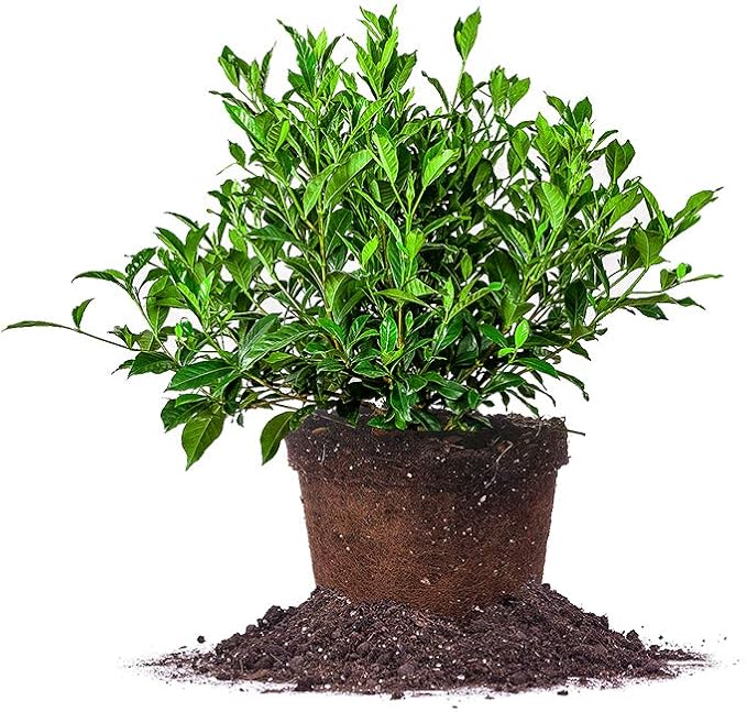 Perfect Plants August Beauty Gardenia Live Plant, 3 Gallon Pot