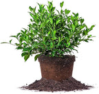 Perfect Plants August Beauty Gardenia Live Plant, 3 Gallon Pot