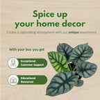 Alocasia Silver Dragon, Super Rare Jewel Alocasia, in 4 inch Pot, Alocasia baginda