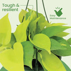 American Plant Exchange Neon Pothos – Live 8-Inch Hanging Basket, Bright Green Trailing Vine, Easy-Care Air Purifying Houseplant for Hanging Planters, Shelves & Indoor Home or Office Décor