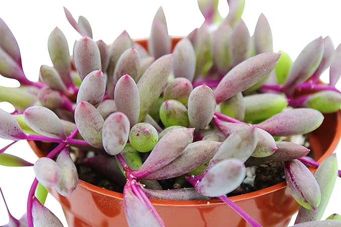 Fat Plants San Diego Succulent Plant(s) Fully Rooted in 4 inch Planter Pots with Soil - Real Live Potted Succulents/Unique Indoor Cactus Decor (1, Othonna Capensis)