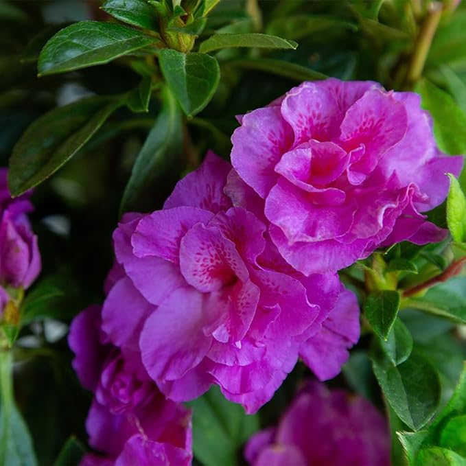 Encore Azalea 1 Gal. Autumn Majesty Azalea Shrub