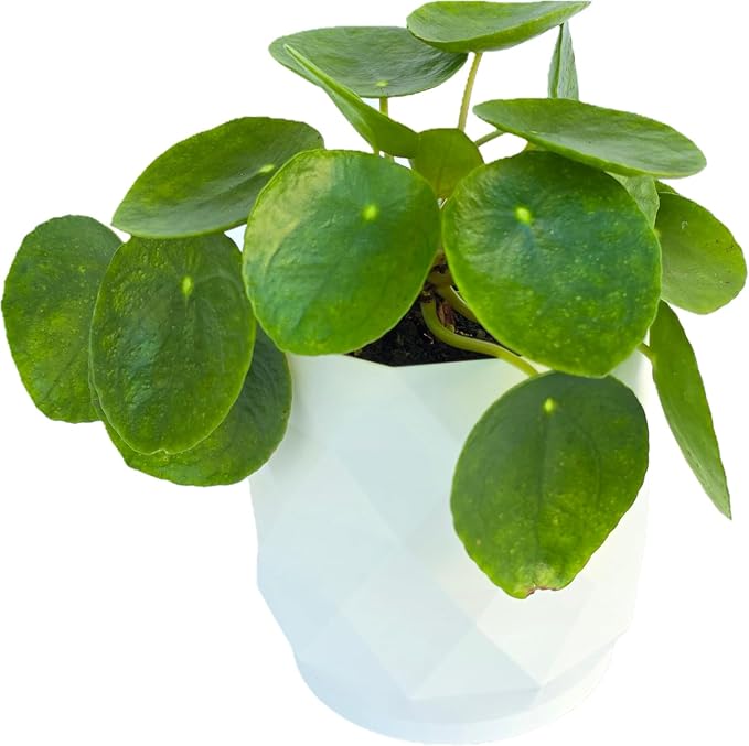 Chinese Money Plant Live (Pilea Peperomioides) in White Geometric Self-Watering Planter, Modern Indoor Houseplant, Minimalist Home & Office Desk Decor, Easy Care Gift, Air Purifying Plant