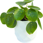 Chinese Money Plant Live (Pilea Peperomioides) in White Geometric Self-Watering Planter, Modern Indoor Houseplant, Minimalist Home & Office Desk Decor, Easy Care Gift, Air Purifying Plant