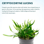 SubstrateSource Cryptocoryne Live Aquarium Plants - Freshwater Plant for Aquariums, Planted Fish Tanks - Beginner Friendly (Lucens, 3 Pots (15-20 Plants))
