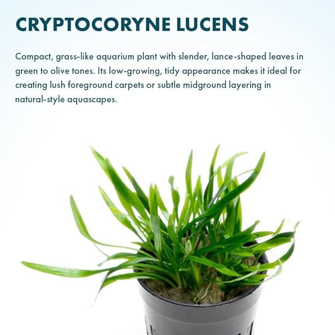 SubstrateSource Cryptocoryne Live Aquarium Plants - Freshwater Plant for Aquariums, Planted Fish Tanks - Beginner Friendly (Lucens, 3 Pots (15-20 Plants))