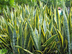 RedCrocus Variegated Snake Plant Sansevieria trifasciata Laurentii Indoor Plant- Easy Care, Low Maintenance, Air Purifying, Pet-Friendly (Toxic if Ingested) 6" Pot