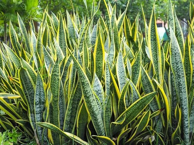 RedCrocus Variegated Snake Plant Sansevieria trifasciata 'Laurentii'- Indoor Air Purifying, Low Maintenance, Drought Tolerant Green Houseplant 10" Pot