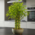 Japanese Bamboo Bonsai Forest Seeds – 100 Premium Seeds for Indoor Outdoor Planting, Create Mini Zen Garden, Fast Growing Ornamental Bamboo for Containers, Patio Décor & DIY Bonsai Projects