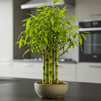 Japanese Bamboo Bonsai Forest Seeds – 100 Premium Seeds for Indoor Outdoor Planting, Create Mini Zen Garden, Fast Growing Ornamental Bamboo for Containers, Patio Décor & DIY Bonsai Projects