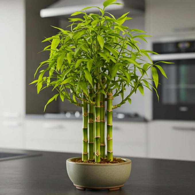 Japanese Bamboo Bonsai Forest Seeds – 100 Premium Seeds for Indoor Outdoor Planting, Create Mini Zen Garden, Fast Growing Ornamental Bamboo for Containers, Patio Décor & DIY Bonsai Projects