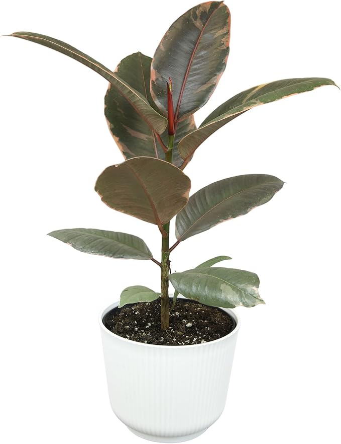 Altman Plants 'Ruby' Live Ficus Tree in 6 Inch White Plastic Plant Pot, Easy Plant Gift, Desk Plant & Office Plant, Variegated Rubber Plant Live Indoor Plant Decor in Indoor Plant Potting Soil Mix