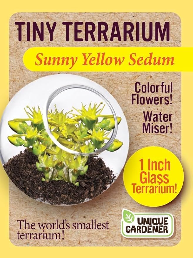 Unique Gardener Tiny Terrarium Plant Seeds 4 Variety Pack, DIY Indoor Succulents and Live Plants for Home or Garden Planting, Assorted Sedum Pack