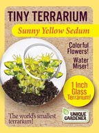 Unique Gardener Tiny Terrarium Plant Seeds 4 Variety Pack, DIY Indoor Succulents and Live Plants for Home or Garden Planting, Assorted Sedum Pack