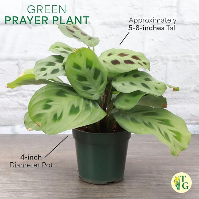 Thorsen's Greenhouse Green Prayer Plant, Live Indoor Plant, Pet Friendly, Uncommon Houseplant, Green Maranta, Easy to Grow, 4" Diameter Pot (Natural)