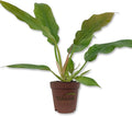 Philodendron Ring of Fire - Live Starter Plant in a 2 Inch Pot - Exotic and Rare Indoor Houseplant - A Kaleidoscope of Colors