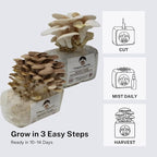 Forest Origins White & Brown Oyster Mushroom Grow Kit 2-Pack Variety - Beginner Friendly & Easy to Use, Grows in 10 Days | Handmade in California, USA | Top Gardening Gift, Holiday Gift & Unique Gift