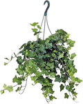 American Plant Exchange English Ivy – 8-Inch Hanging Basket – Live Easy Care Vining Houseplant, Elegant Trailing Foliage for Home, Office, or Patio Decor
