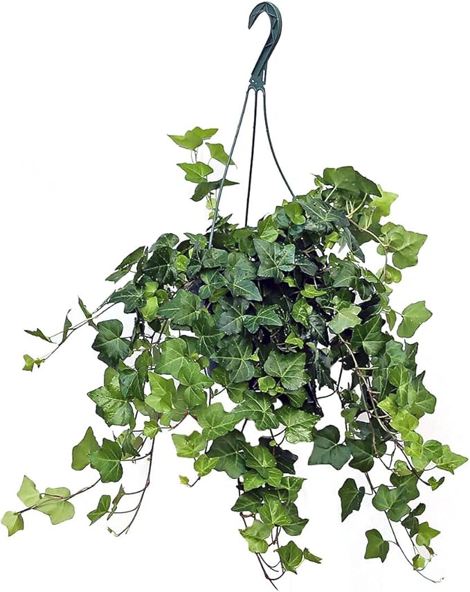 American Plant Exchange English Ivy – 8-Inch Hanging Basket – Live Easy Care Vining Houseplant, Elegant Trailing Foliage for Home, Office, or Patio Decor