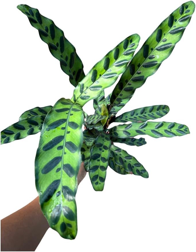 PLANTVERS Live Calathea Plant – Easy Care & Low Maintenance Tropical Houseplant – Air Purifying Indoor Plant for Low Light & Home Décor (Calathea Lancifolia 4" Grow Pot, 4" Grow Pot)