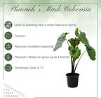 Live Colocasia - Pharaoh's Mask, 10” Tall by 5” Wide in 1.76 Qt Pot, Trimmed Back for Shipping Purposes