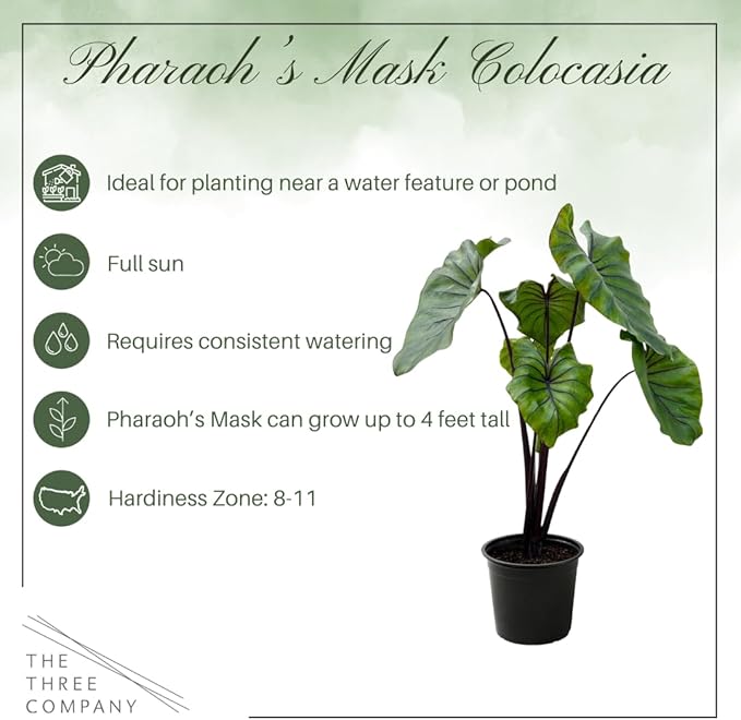 Live Colocasia - Pharaoh's Mask, 10” Tall by 5” Wide in 1.76 Qt Pot, Trimmed Back for Shipping Purposes