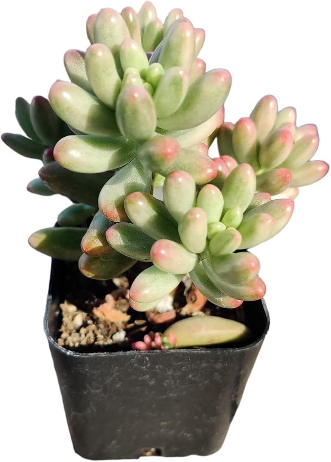 Live Succulent Cactus Plants (2" Pot Sedum Rubrotinctum Aurora)
