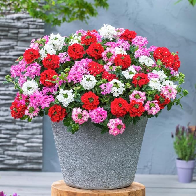 3 Mixed Verbena Plants Live, Hardy Perennial Flower, 4-8 Inches Tall, Outdoor Garden Plant