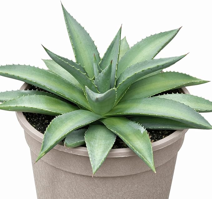 Mangave 'Frosted Elegance' (1.5" Plug) - Live Succulent Plant, Rare Variegated Agave Hybrid, Low Maintenance Indoor Outdoor Plant for Home Garden Decor, Beginner-Friendly Live Plants