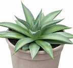 Mangave 'Frosted Elegance' (1.5" Plug) - Live Succulent Plant, Rare Variegated Agave Hybrid, Low Maintenance Indoor Outdoor Plant for Home Garden Decor, Beginner-Friendly Live Plants