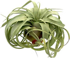 ragnaroc Air Plants - Tillandsia Xerographica, Large 5-7” - 5ct - Live Arrival Gauranteed - House Plants for Home Decor & Gift