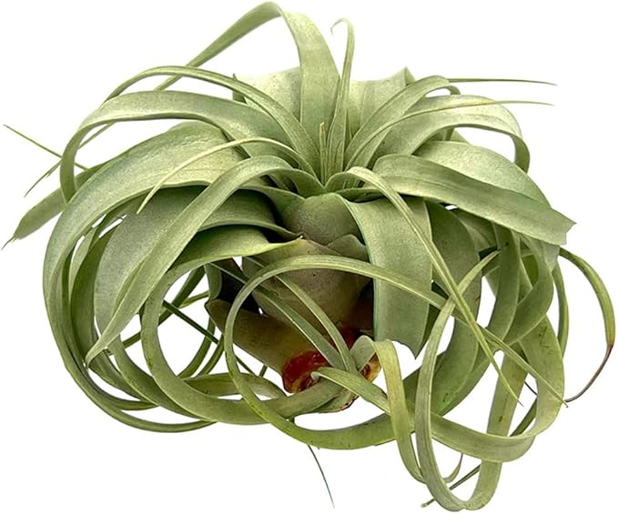 ragnaroc Air Plants - Tillandsia Xerographica, Large 5-7” - 5ct - Live Arrival Gauranteed - House Plants for Home Decor & Gift