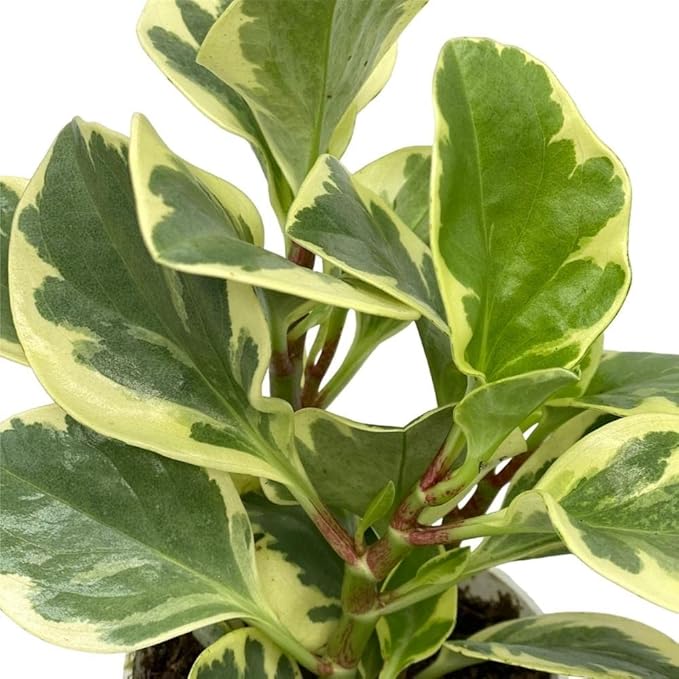 Variegated Baby Rubber Plant, Live Indoor Plant, 4 inch Pot - Hopewind Plants Shop