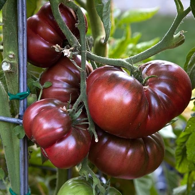 Black Brandywine Tomato Live Plants, 2 Pack, 4-8 Inch Tall Garden Seedlings, Potted Vegetable Plants for Outdoor Patio Growing