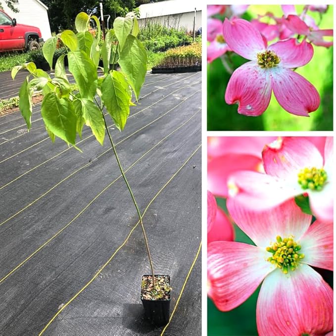 1 Year Old Pink Dogwood Trees Shrubs Bushes, Dormant, 2.5" Pot Dogwood Tree Live Plant for Planting Outside, Flowering Dogwood 6-12" in Tall