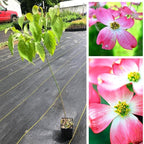 1 Year Old Pink Dogwood Trees Shrubs Bushes, Dormant, 2.5" Pot Dogwood Tree Live Plant for Planting Outside, Flowering Dogwood 6-12" in Tall