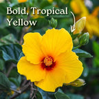 Braided Yoder Yellow Hibiscus Tree - Yellow Hibiscus Flowers - Overall Size 36" to 42" - Live Plant - Tropical Plants of Florida (Plant)