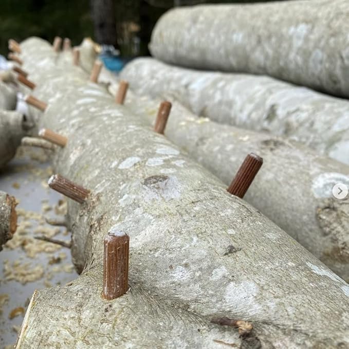 North Spore Organic Snow Oyster (100 ct) Mushroom Plugs for Logs | Premium Quality Mushroom Plug Spawn | Handmade in Maine, USA | Grow Gourmet Mushrooms Outdoors on Logs