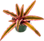 ragnaroc Live Plants – Cryptanthus ‘Pink Star‘, Jumbo 4-8" in 4" Pot - 1ct - Live Arrival Guaranteed - House Plants for Home Decor & Gift