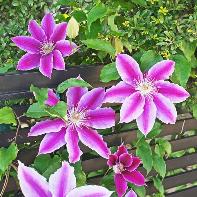 Clematis Vine Plant, Clematis Vine Plants Live in 2.5 Inch Pot, Perennial Climbing Clematis Plants Live for Outdoor Garden (White Pink Flowers)