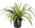 American Plant Exchange Spider Plant – 6-Inch Pot – Live Easy Care Indoor Houseplant, Air-Purifying, Pet-Friendly, Fast-Growing Trailing Plant for Home, Office & Hanging Basket Décor