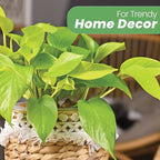 American Plant Exchange Neon Pothos – Live 8-Inch Hanging Basket, Bright Green Trailing Vine, Easy-Care Air Purifying Houseplant for Hanging Planters, Shelves & Indoor Home or Office Décor