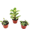 Surprise Peperomia - 4'' from California Tropicals