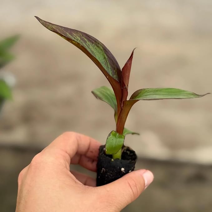Red Banana Tree Live Plant Starter – Ensete Maurelii Tropical Houseplant for Indoor or Outdoor Growing – Perennial Ornamental Plant – Rare Garden Gift with Heat Pack Included