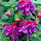 Blue Fuchsia Plant Live in 5-Inch Pot, Hanging Basket Flower, Hardy Fuchsia Vine for Shade Gardens, USDA Zones 8-11