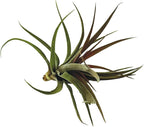 ragnaroc Air Plants - Tillandsia Brachycaulos Abdita, Large 4-6" - 1 ct - Live Arrival Guaranteed - House Plants for Home Decor & Gift